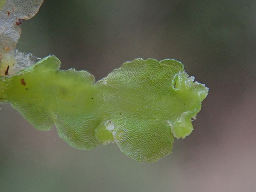 Image of Aneura maxima by (c) Christian Berg, some rights reserved (CC BY)