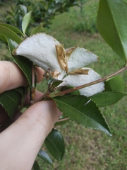 Exobasidium camelliae