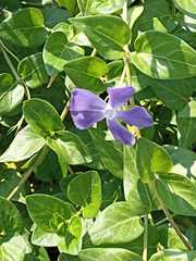 Vinca major