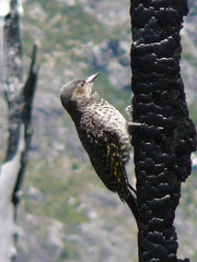 Colaptes pitius