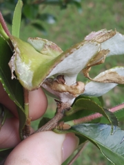 Exobasidium camelliae