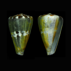 Conus capitaneus