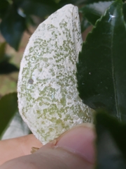Exobasidium camelliae