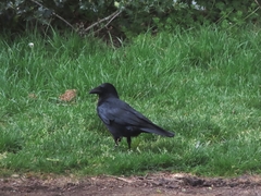 Corvus corone