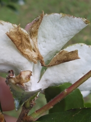 Exobasidium camelliae