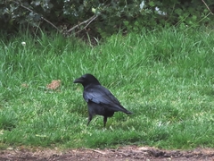 Corvus corone