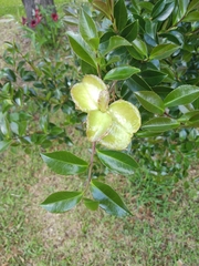 Exobasidium camelliae
