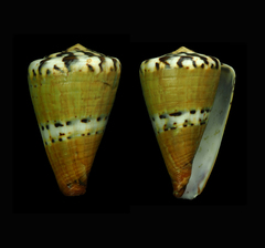 Conus capitaneus