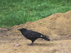 Corvus corone