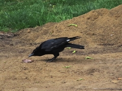 Corvus corone