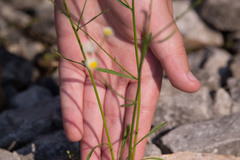 Erigeron strigosus strigosus