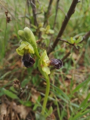 Ophrys fusca