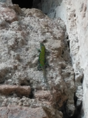 Podarcis muralis nigriventris