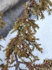 Juniperus communis