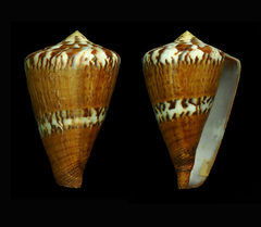 Conus capitaneus