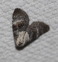 Acatapaustus leucospila