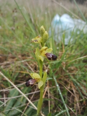 Ophrys fusca