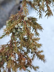 Juniperus communis