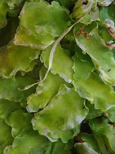 Image of Aneura maxima by (c) Christian Berg, some rights reserved (CC BY)