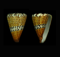 Conus capitaneus