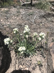 Oreocarya suffruticosa