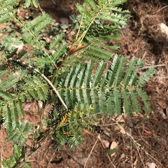 Vachellia hindsii