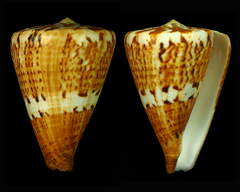 Conus capitaneus