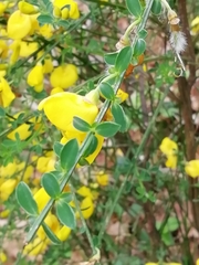 Cytisus scoparius