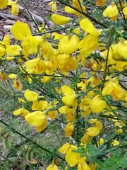 Cytisus scoparius