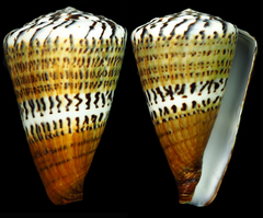 Conus capitaneus