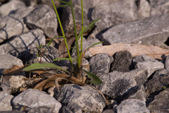 Erigeron strigosus strigosus