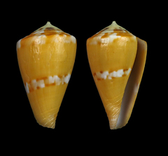 Conus capitaneus