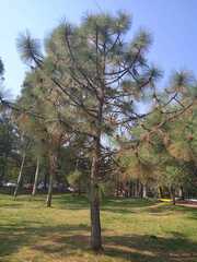 Pinus
