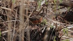 Pipilo erythrophthalmus alleni