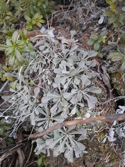 Antennaria dioica