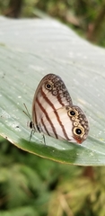 Euptychia