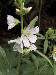 Sidalcea candida