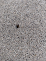 Glischrochilus fasciatus