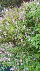 Ocimum labiatum