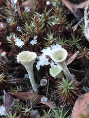 Cladonia