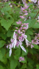 Ocimum labiatum