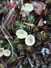 Cladonia
