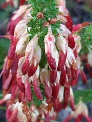 Erica monadelphia