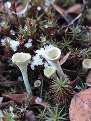 Cladonia