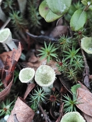 Cladonia