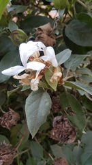 Barleria albostellata