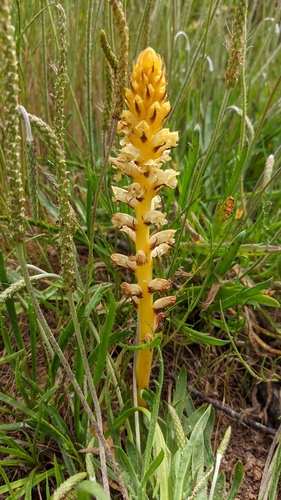 Common Broomrape