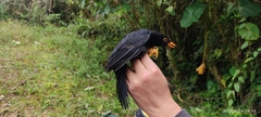 Turdus serranus
