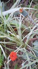 Kleinia fulgens