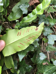 Asplenium scolopendrium antri-jovis